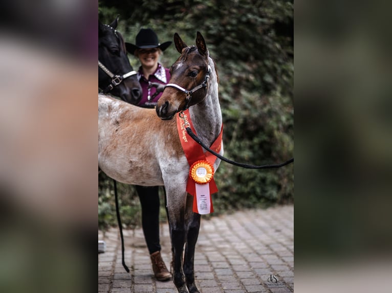 American Quarter Horse Ogier Źrebak (04/2025) Gniadodereszowata in Alt Duvenstedt