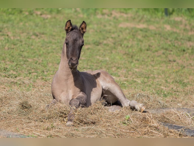 American Quarter Horse Ogier Źrebak (04/2024) Grullo in Oisnitz