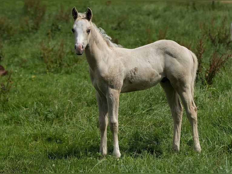 American Quarter Horse Ogier Źrebak (04/2024) Izabelowata in Biberach an der Riß