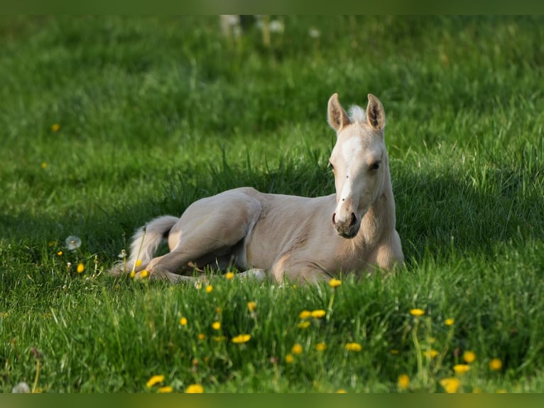 American Quarter Horse Ogier Źrebak (04/2024) Izabelowata in Biberach an der Riß