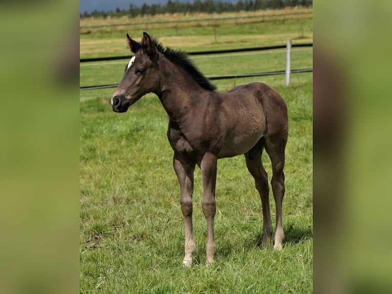 American Quarter Horse Ogier Źrebak (04/2024) Izabelowata in Biberach an der Riß