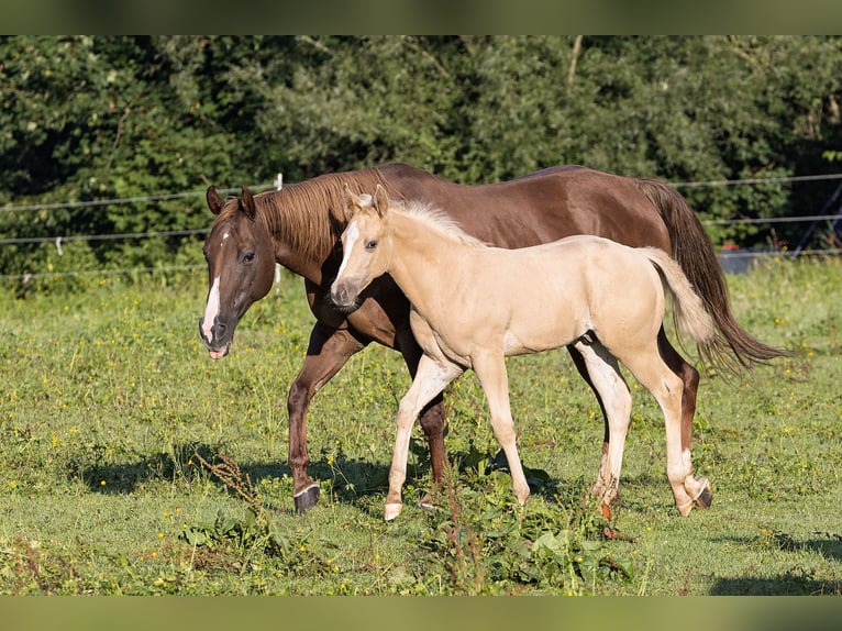 American Quarter Horse Ogier Źrebak (05/2024) Izabelowata in Dietenheim