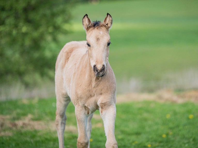 American Quarter Horse Ogier  Jelenia in Herzberg am Harz