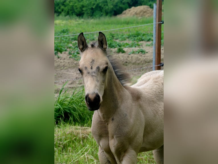 American Quarter Horse Ogier Źrebak (04/2026) Jelenia in Dortmund