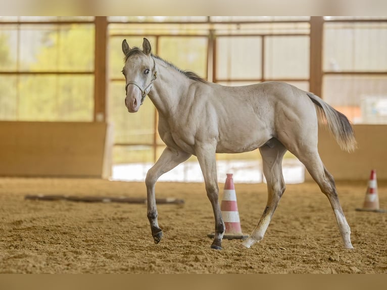 American Quarter Horse Ogier Źrebak (04/2025) Jelenia in Laubach