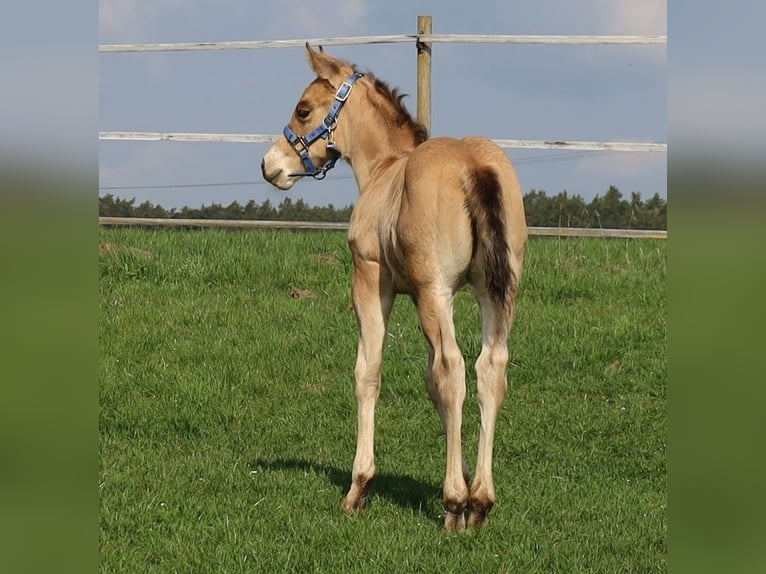 American Quarter Horse Ogier Źrebak (03/2026) Jelenia in Schlammersdorf-Moos