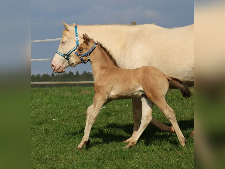 American Quarter Horse Ogier Źrebak (03/2026) Jelenia in Schlammersdorf-Moos