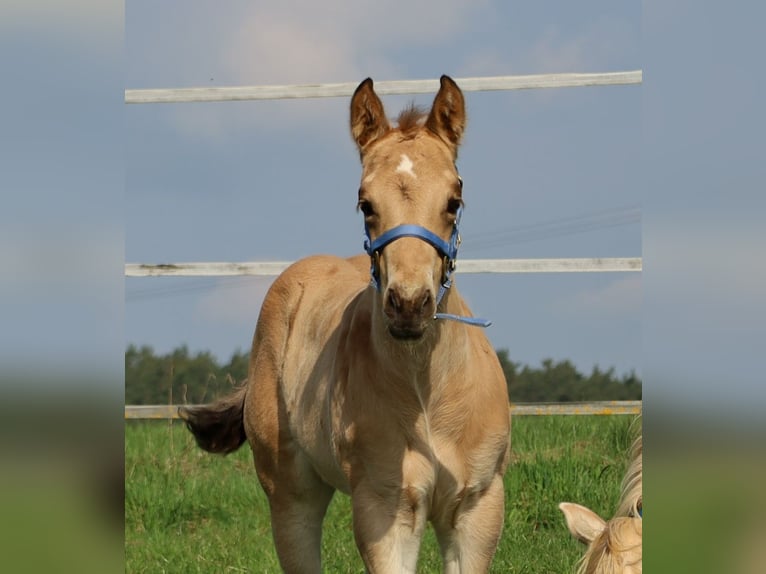 American Quarter Horse Ogier Źrebak (03/2026) Jelenia in Schlammersdorf-Moos