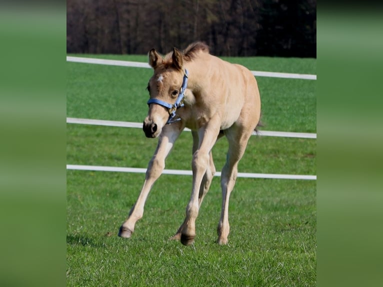 American Quarter Horse Ogier Źrebak (03/2026) Jelenia in Schlammersdorf-Moos