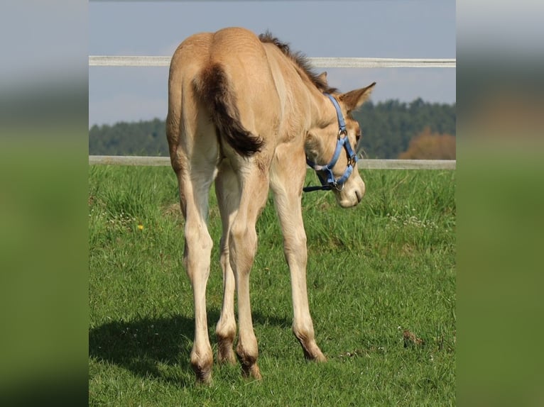 American Quarter Horse Ogier Źrebak (03/2026) Jelenia in Schlammersdorf-Moos