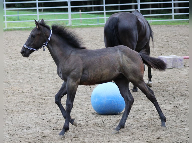 American Quarter Horse Ogier Źrebak (03/2024) Karodereszowata in Escholzmatt