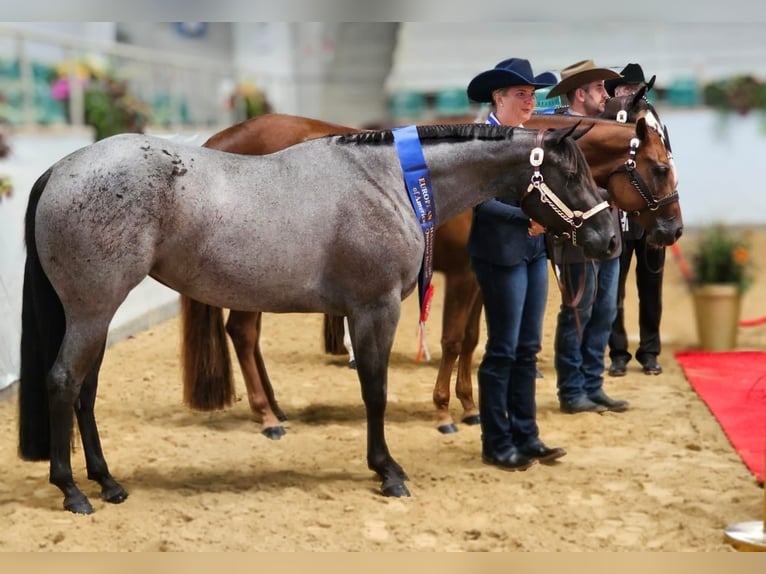 American Quarter Horse Ogier  Karodereszowata in Iggingen