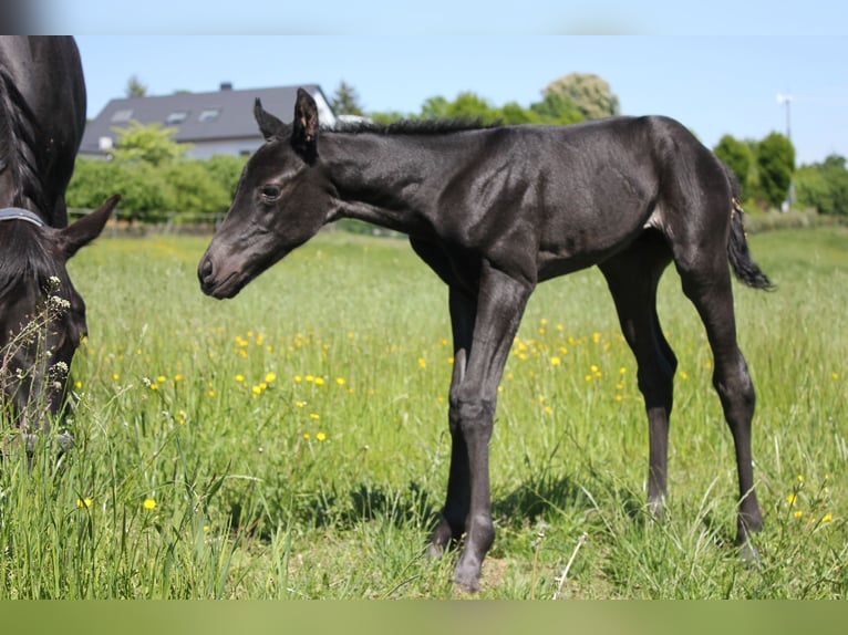 American Quarter Horse Ogier  Karodereszowata in Iggingen