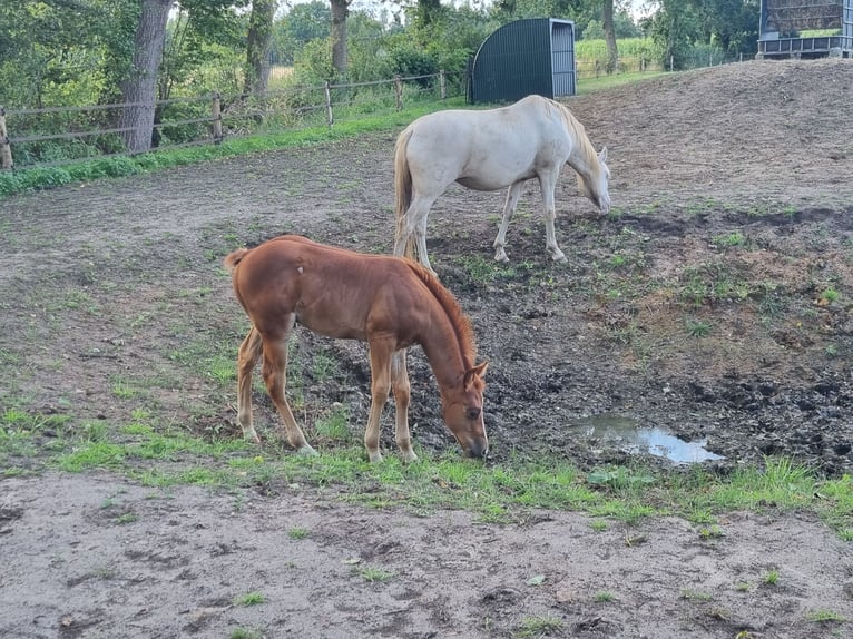 American Quarter Horse Ogier Źrebak (06/2026) Kasztanowata in Zenderen