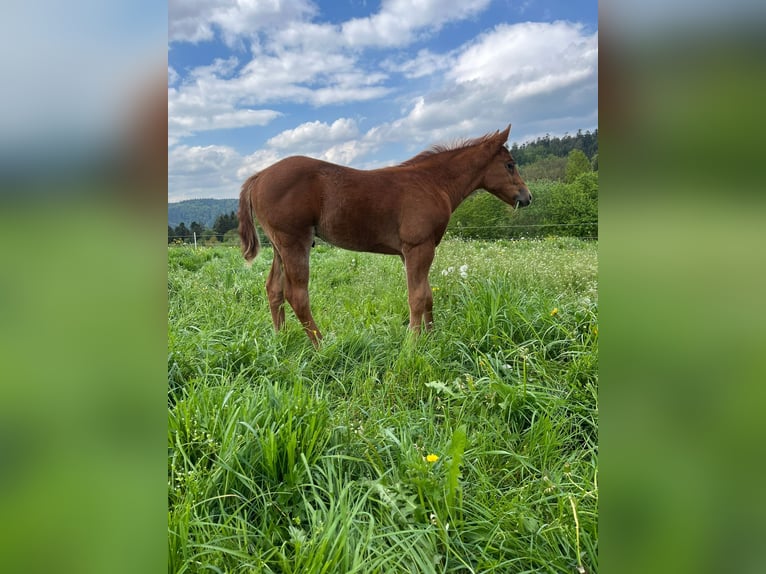 American Quarter Horse Ogier Źrebak (04/2026) Kasztanowata in Althengstett