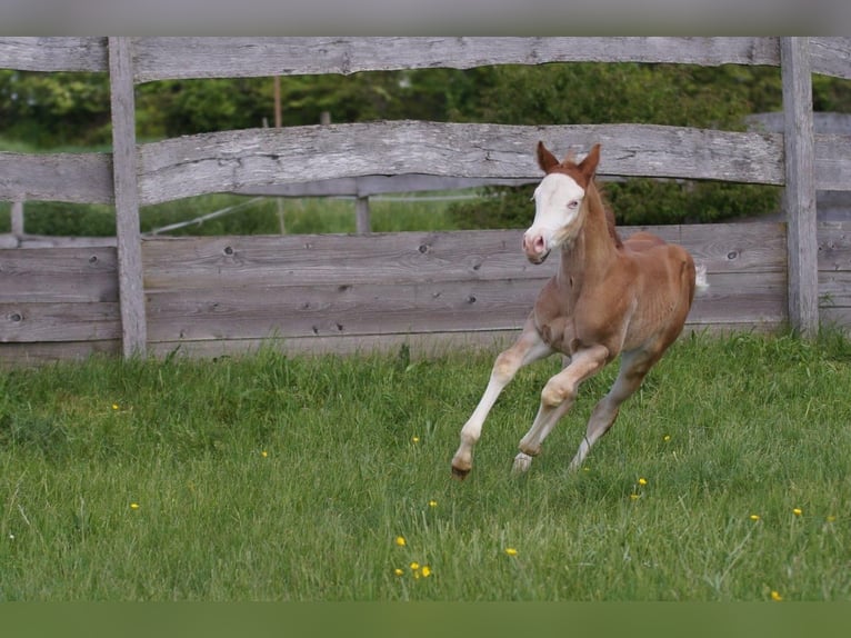 American Quarter Horse Ogier Źrebak (04/2024) Kasztanowata in Weinähr