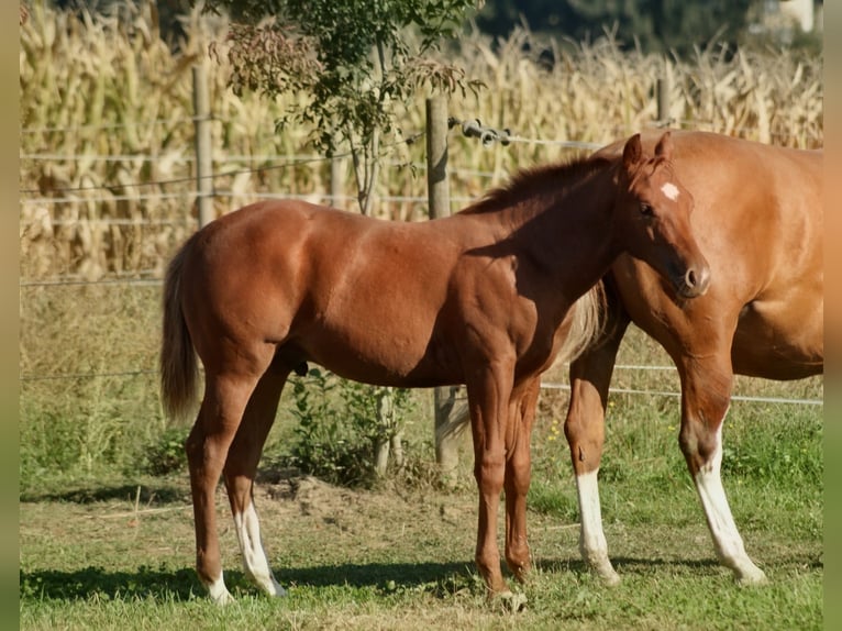 American Quarter Horse Ogier Źrebak (05/2026) Kasztanowata in Deutschlandsberg