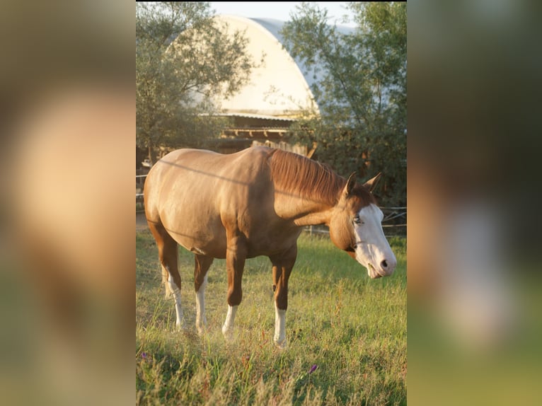 American Quarter Horse Ogier Źrebak (05/2026) Kasztanowata in Deutschlandsberg