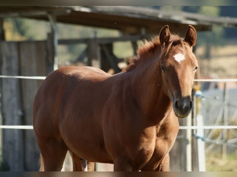 American Quarter Horse Ogier Źrebak (05/2026) Kasztanowata in Deutschlandsberg