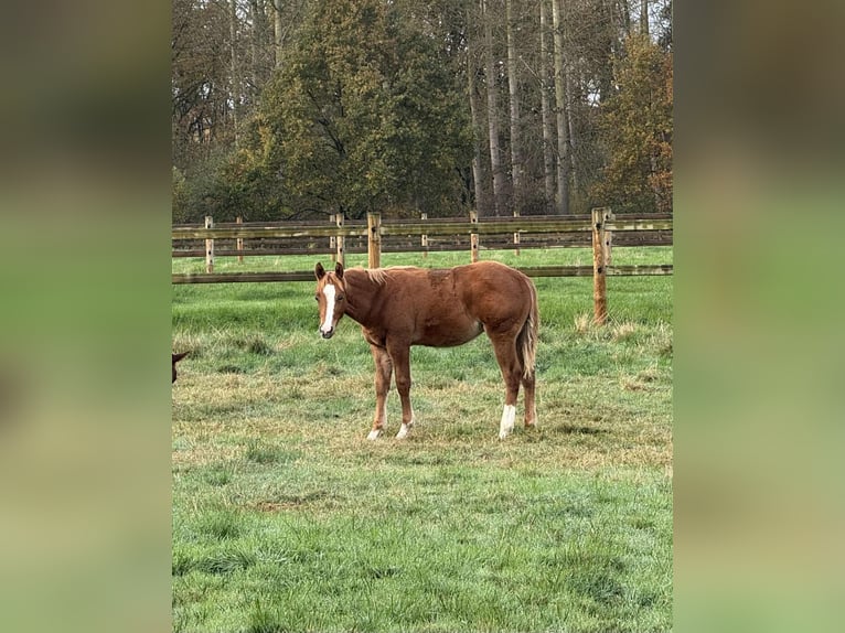 American Quarter Horse Ogier Źrebak (06/2025) Kasztanowata in Nieuwrode