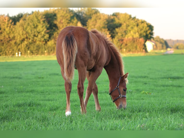American Quarter Horse Ogier Źrebak (04/2025) Kasztanowata in Fuchstal