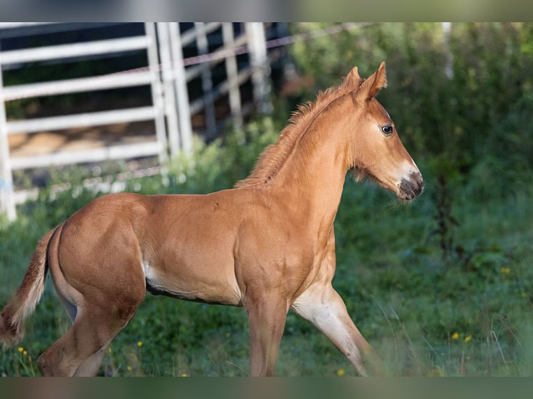 American Quarter Horse Ogier Źrebak (07/2024) Kasztanowata in Dietenheim