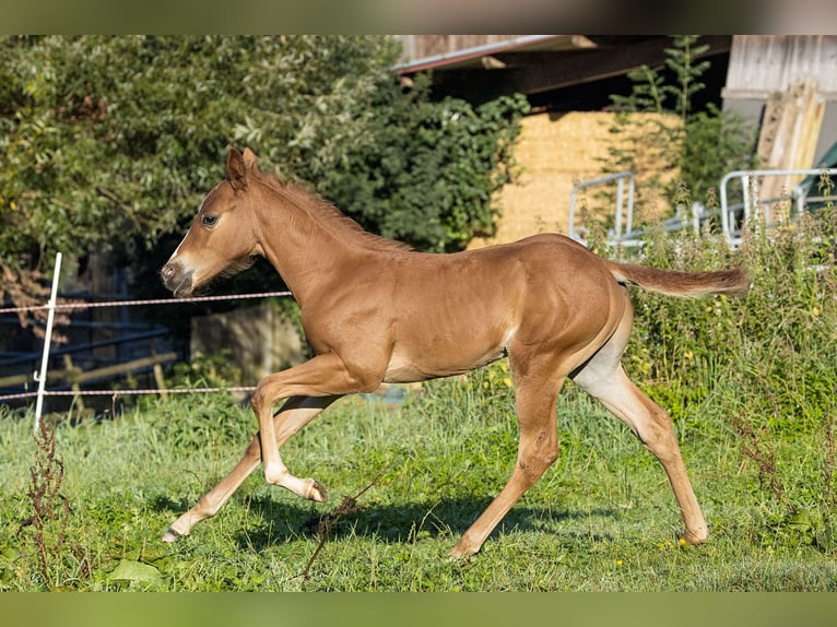 American Quarter Horse Ogier Źrebak (07/2024) Kasztanowata in Dietenheim