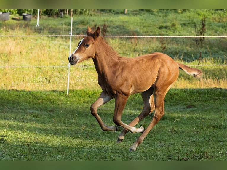 American Quarter Horse Ogier Źrebak (07/2024) Kasztanowata in Dietenheim