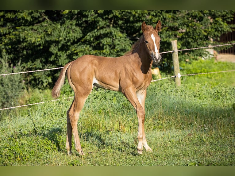 American Quarter Horse Ogier Źrebak (07/2024) Kasztanowata in Dietenheim