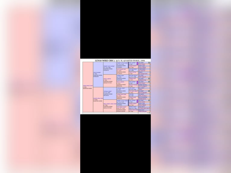 American Quarter Horse Ogier Źrebak (04/2026) Kasztanowatodereszowata in Liskeard