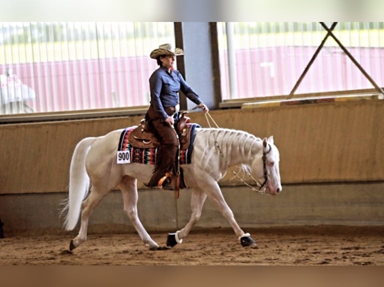 American Quarter Horse Ogier Źrebak (05/2024) in Mehren