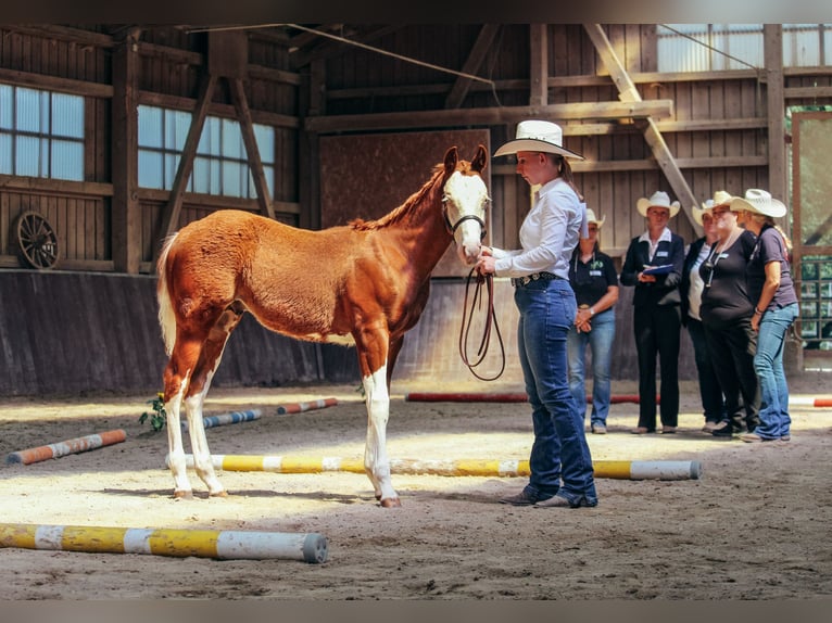 American Quarter Horse Ogier Źrebak (04/2025) Overo wszelkich maści in Haldenwang