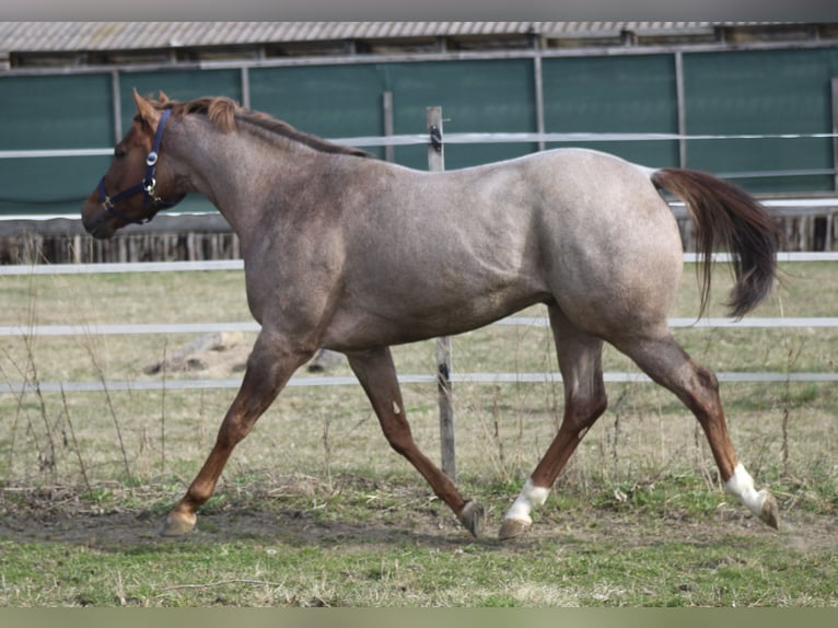 American Quarter Horse Ogier Źrebak (02/2026)  in Pöttsching