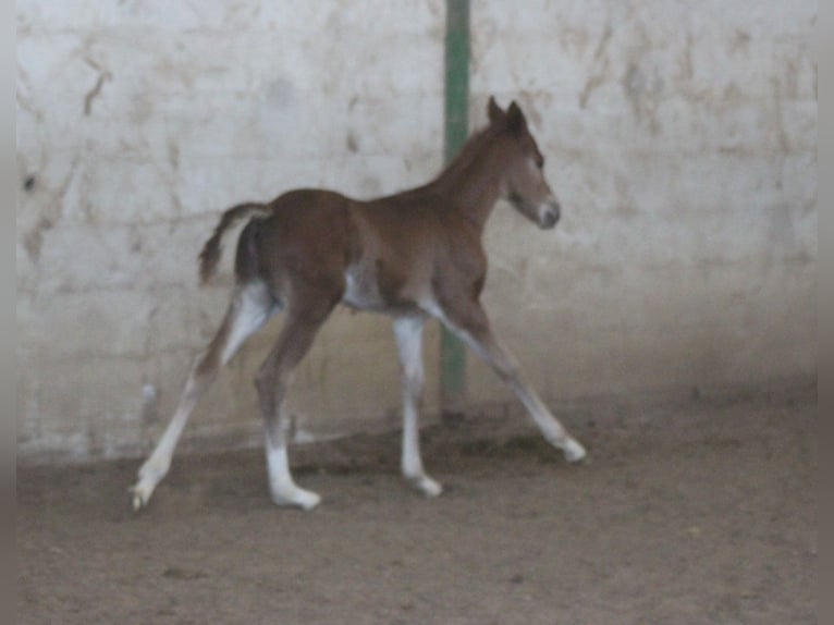 American Quarter Horse Ogier Źrebak (02/2026)  in Pöttsching