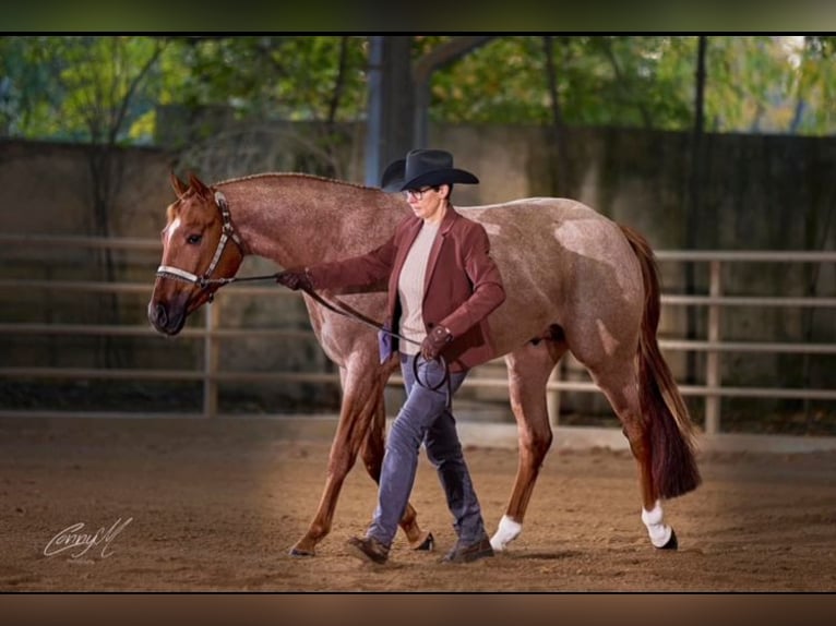 American Quarter Horse Ogier Źrebak (02/2026)  in Pöttsching