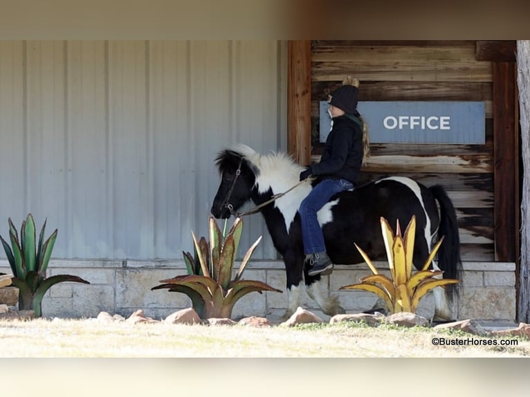 American Quarter Horse Ruin 10 Jaar 112 cm Tobiano-alle-kleuren in Weatherford TX