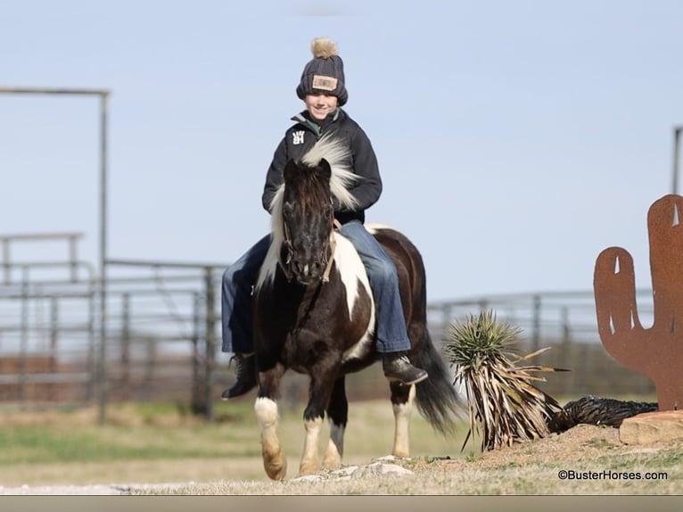 American Quarter Horse Ruin 10 Jaar 112 cm Tobiano-alle-kleuren in Weatherford TX