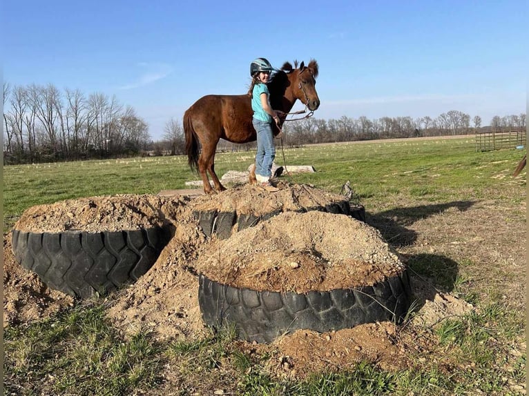 American Quarter Horse Ruin 10 Jaar 114 cm Donkere-vos in Brownstown IL
