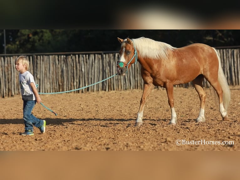 American Quarter Horse Ruin 10 Jaar 124 cm Palomino in Weatherford TX