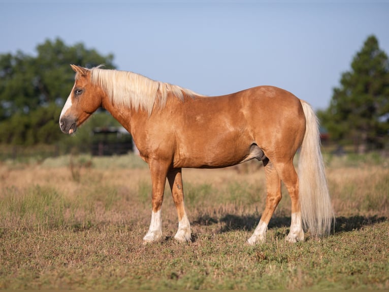 American Quarter Horse Ruin 10 Jaar 124 cm Palomino in Weatherford TX