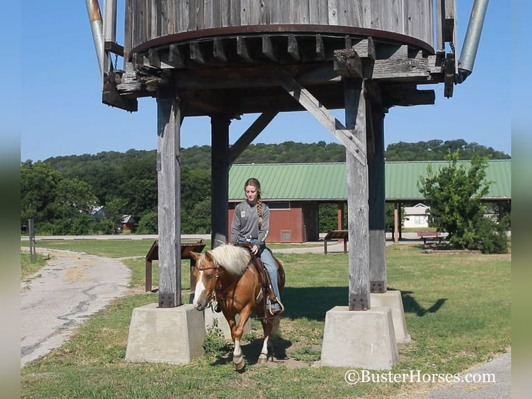 American Quarter Horse Ruin 10 Jaar 124 cm Palomino in Weatherford TX