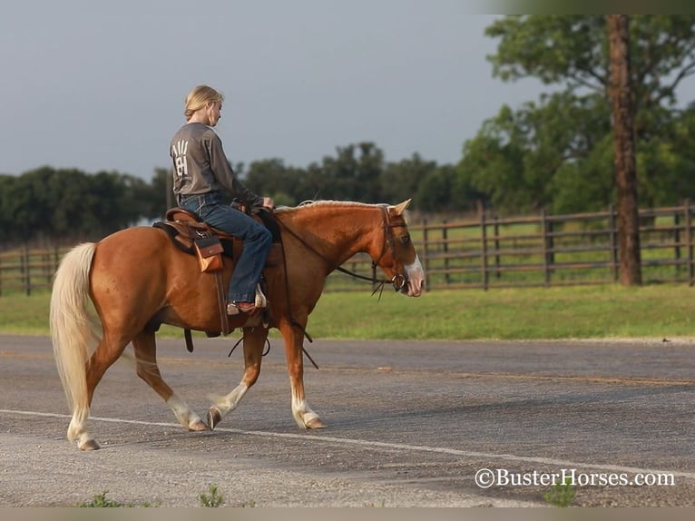 American Quarter Horse Ruin 10 Jaar 124 cm Palomino in Weatherford TX