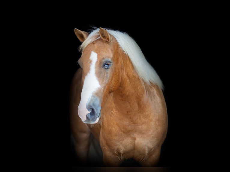 American Quarter Horse Ruin 10 Jaar 124 cm Palomino in Weatherford TX