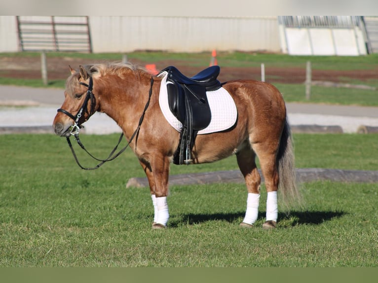 American Quarter Horse Mix Ruin 10 Jaar 132 cm Buckskin in Millersburg