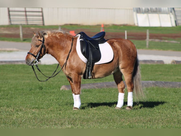 American Quarter Horse Mix Ruin 10 Jaar 132 cm Buckskin in Millersburg