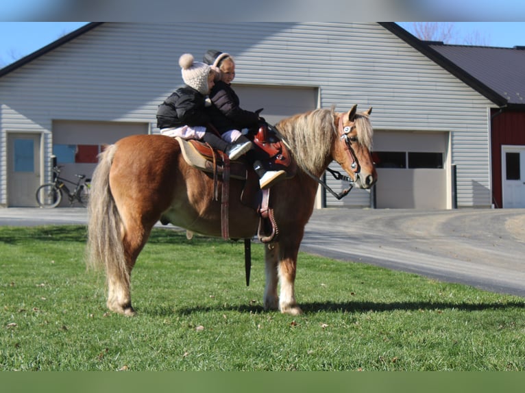 American Quarter Horse Mix Ruin 10 Jaar 132 cm Buckskin in Millersburg