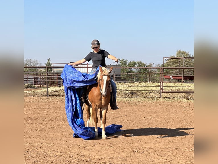 American Quarter Horse Ruin 10 Jaar 135 cm Donkere-vos in byers TX