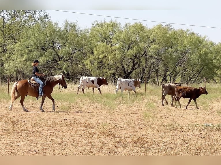 American Quarter Horse Ruin 10 Jaar 135 cm Donkere-vos in byers TX