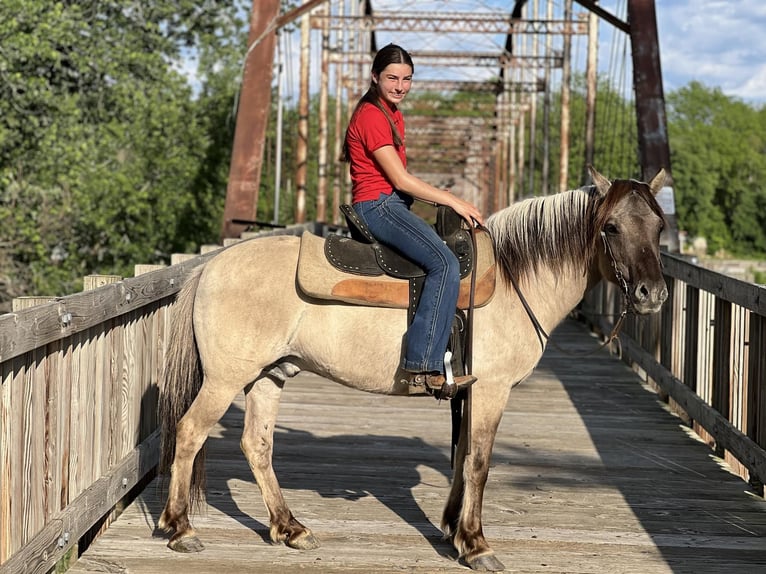 American Quarter Horse Ruin 10 Jaar 137 cm Grullo in lisbon IA