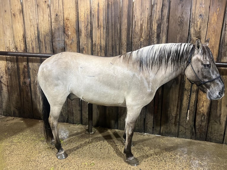 American Quarter Horse Ruin 10 Jaar 137 cm Grullo in lisbon IA